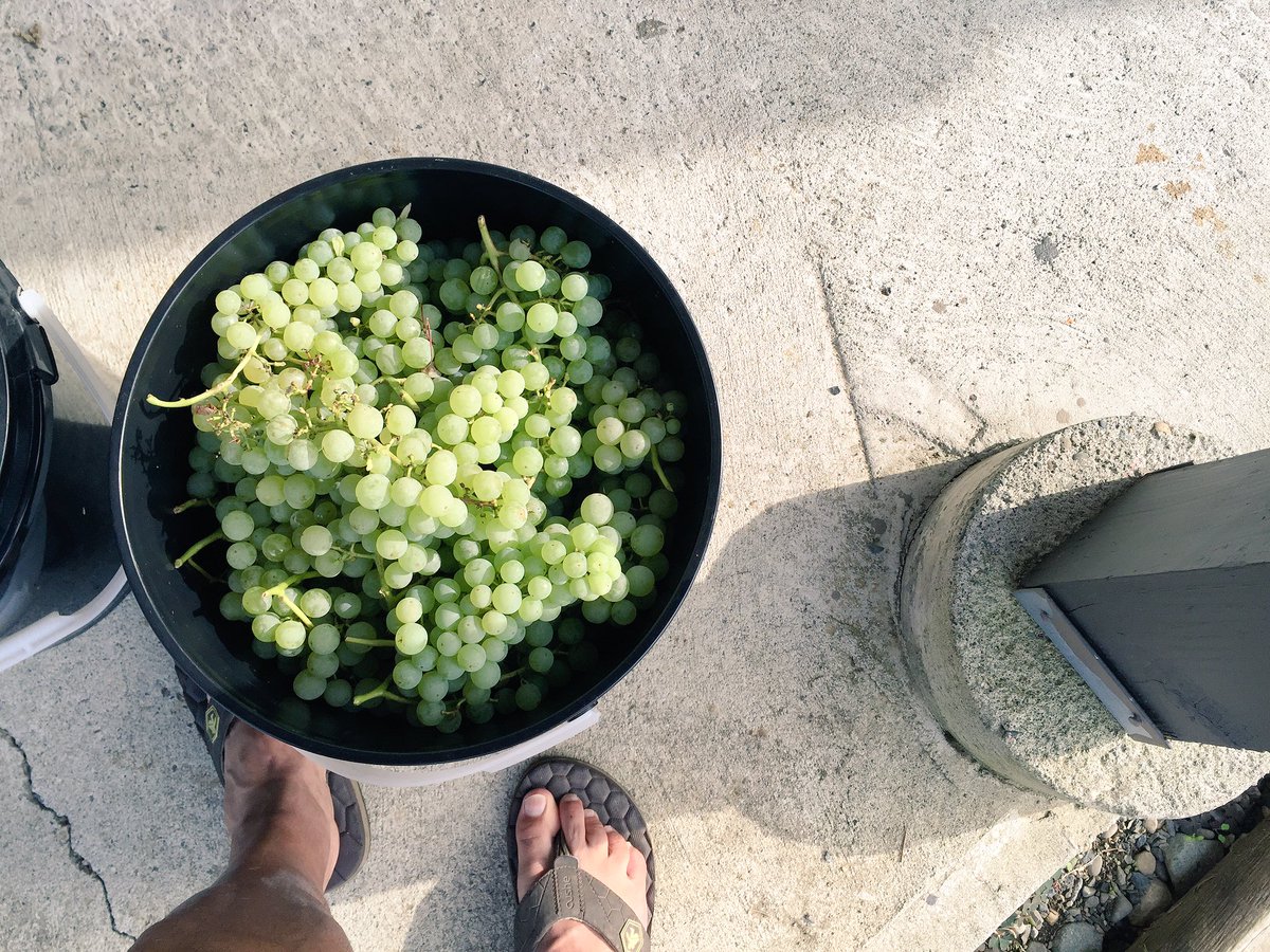 dhami_td's tweet photo. ...@LeahPurcell_TD I told you guys to stop by if you wanted grapes.....this is what I do for fun after soccer! https://t.co/n1Z18kS6PM