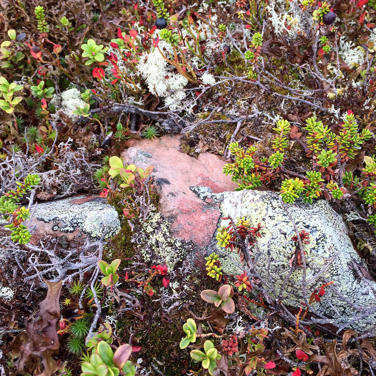 annmerio's tweet photo. Laddad med frisk fjälluft och vacker natur. https://t.co/vz5lS9zXqi