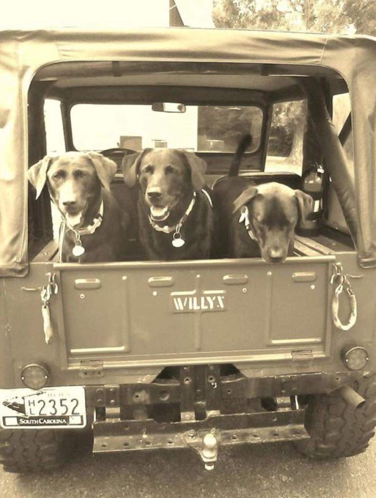 JeepTalkShow's tweet image. Great picture from jeeplovinglochmonster #jeep #jeeptalkshow