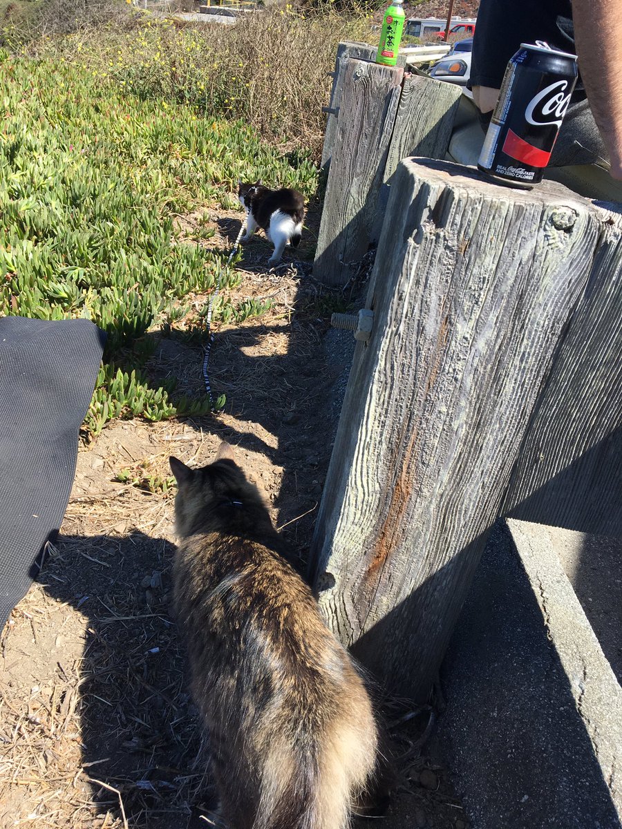 mavericktux's tweet photo. Bandit's leash training his new buddy Maverick! 🐆🐈 #catwalkingcat #catbuddies #showingtheropes #adventurecats https://t.co/aTrxqpsUIt