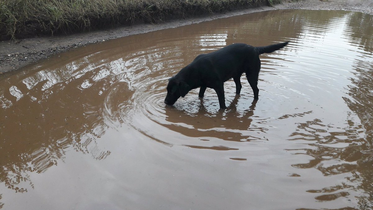 Kingston22W's tweet photo. 43mm #rain on Friday 16th September #Suffolk 
#Dogs didn't seem to mind https://t.co/u2gVSXe8a7