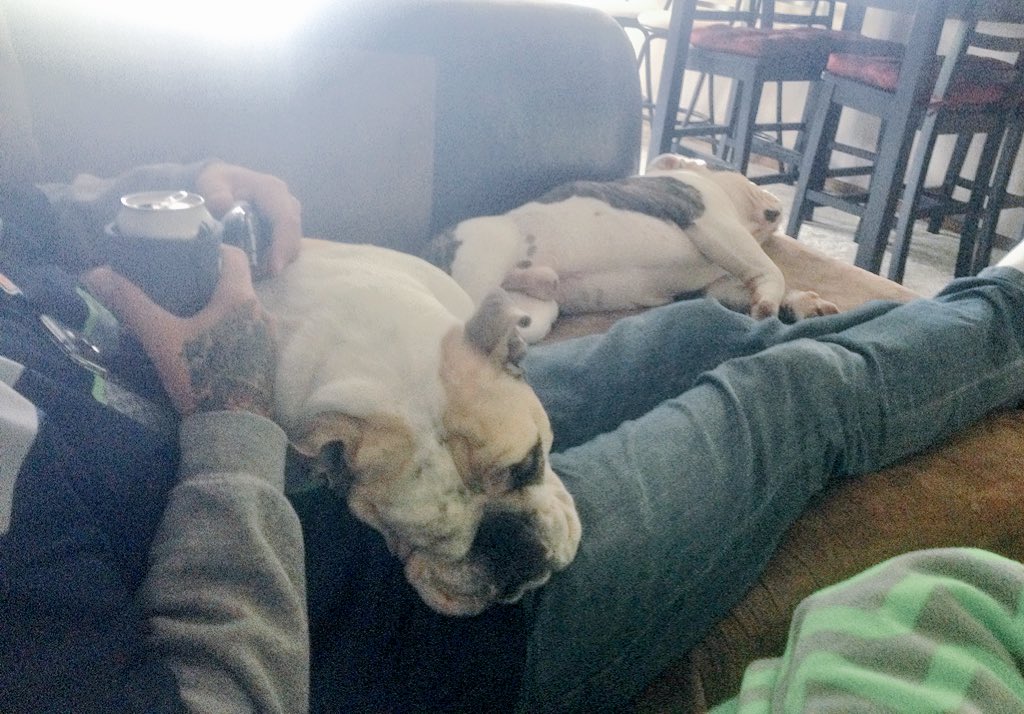 MissCamiFlage's tweet photo. M&amp;D say @BarrettAmmo &amp; I need to get more pumped up for the @Seahawks game #12thdogs #justaquicknap  #GoHawks https://t.co/lCQ3eYYRAK
