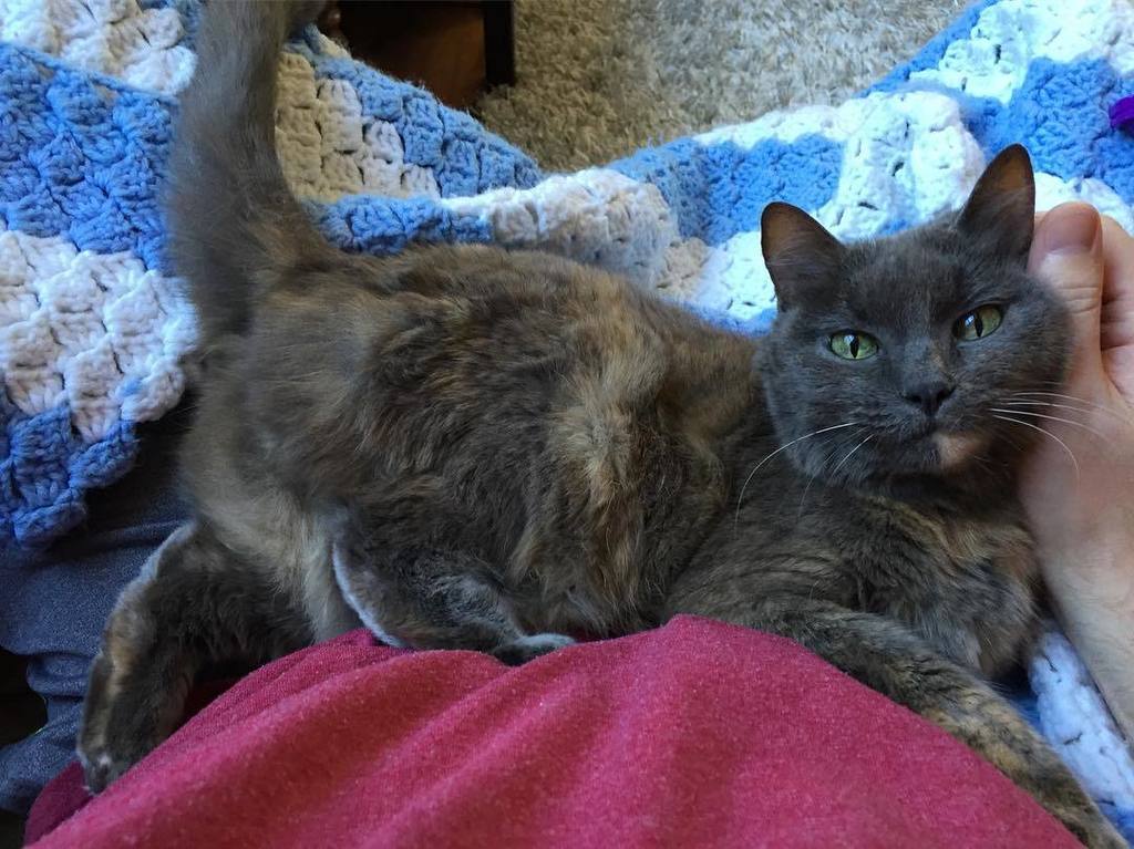 taycole's tweet photo. Someone is happy I'm home! #😻 #flow2016 https://t.co/v0I4XpRuCS https://t.co/dPWH4Rxux9