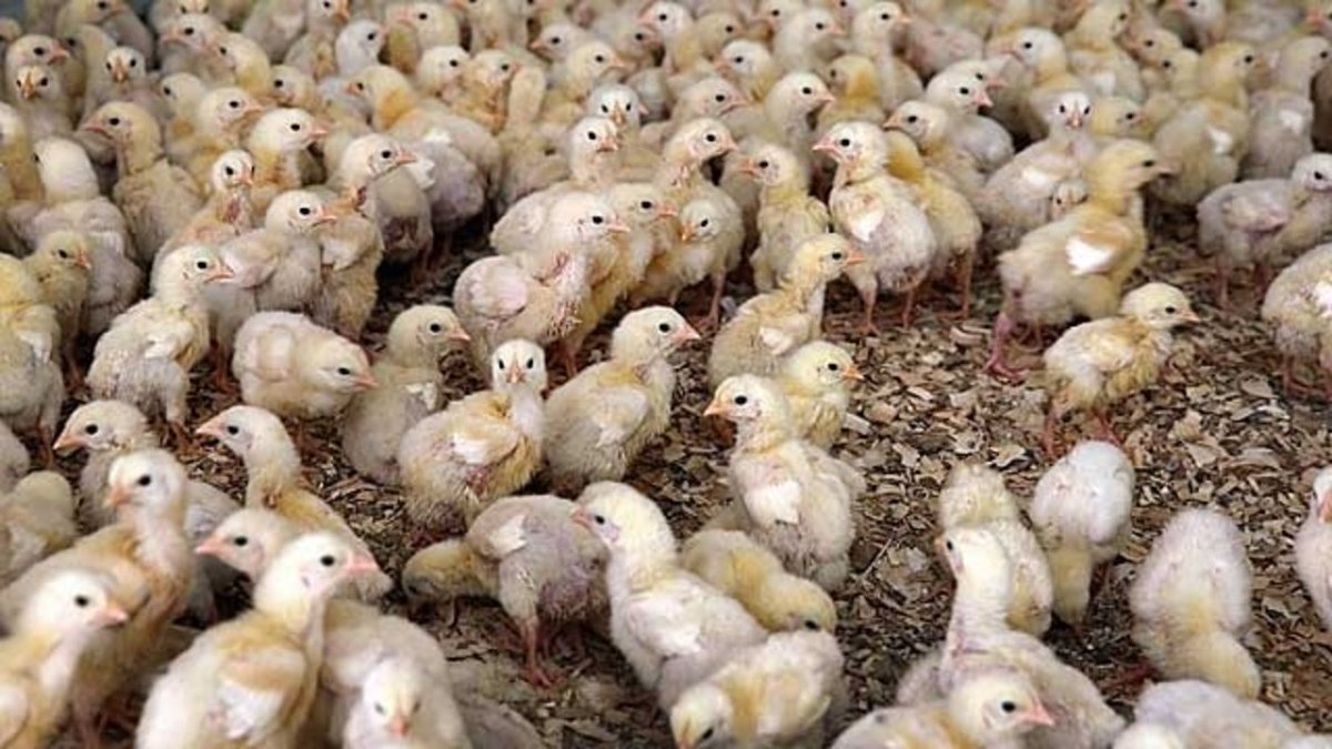 CDC report crushes your chicken-kissing dreams bit.ly/2cVJMaV?utm_me… https://t.co/zsog7BidcG