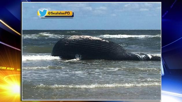 Officials: Humpback whale died due to human interaction...abc7.ws/2cnyIky