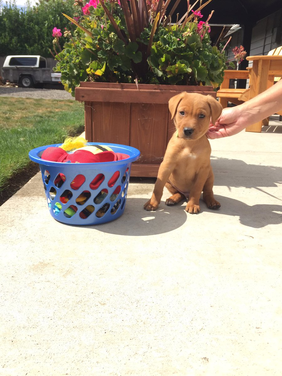 lindsay_macneil's tweet photo. My baby is getting so big 😍😭 8 weeks ➡️ 11 weeks https://t.co/dPRSoMDTxR