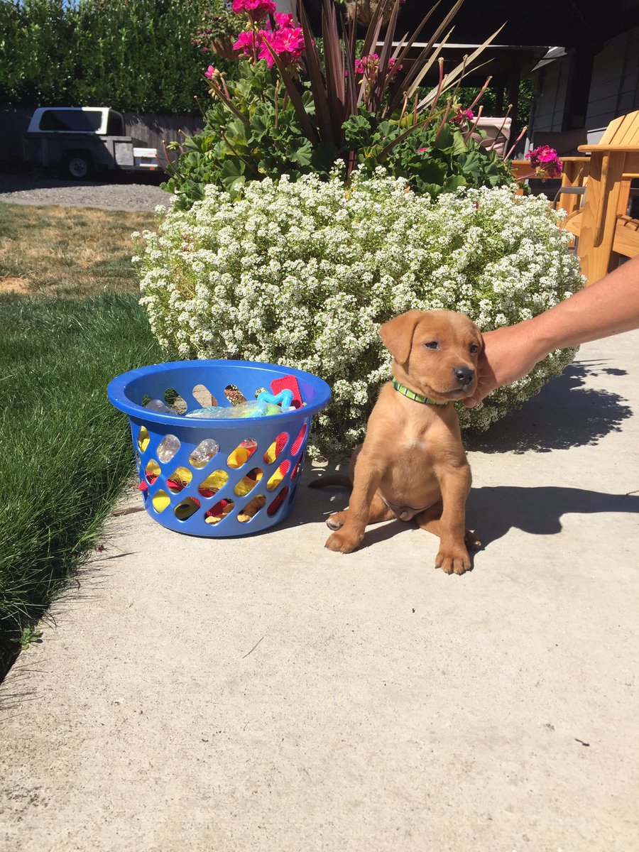 lindsay_macneil's tweet photo. My baby is getting so big 😍😭 8 weeks ➡️ 11 weeks https://t.co/dPRSoMDTxR