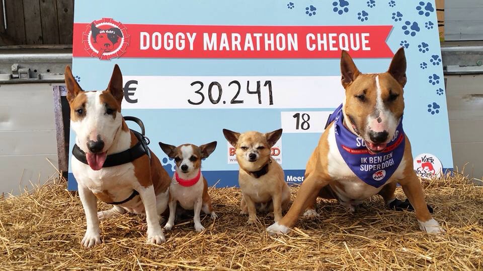 MartiniGrunn's tweet photo. Een geweldige opbrengst in de doggymarathon vandaag!
#doggymarathon #viervoeters https://t.co/Bso8tx2RLw