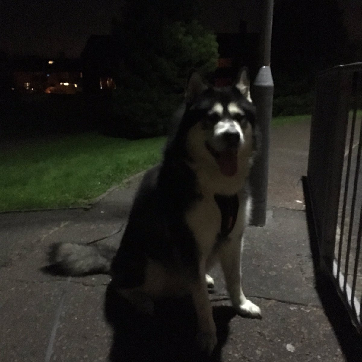 MaxiMalamute's tweet photo. I looked like a wolf here lol #wolves #malamute #dog #lightpainting https://t.co/haTWaoWy7d