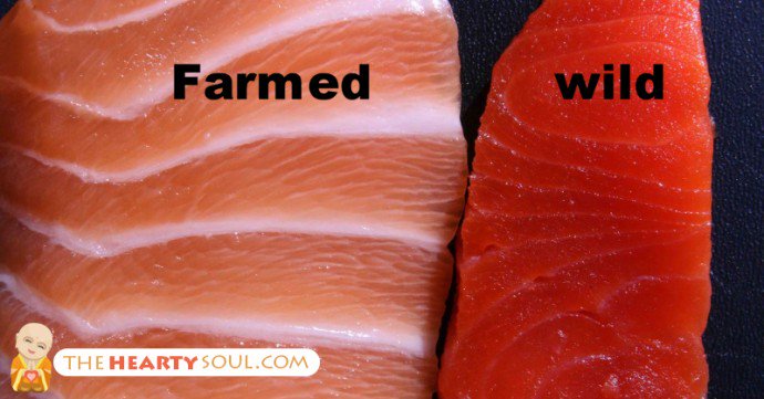 Farmed Salmon is FULL of Antibiotics and Mercury, Here’s How to Tell If Your Salmon is Safe buff.ly/2cZZ36o