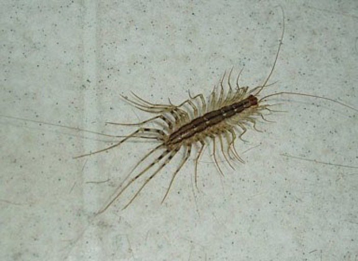 YourGentIeman's tweet photo. rt in 3.6 seconds or this will be in your bed tonight https://t.co/7mT8QJqrFK