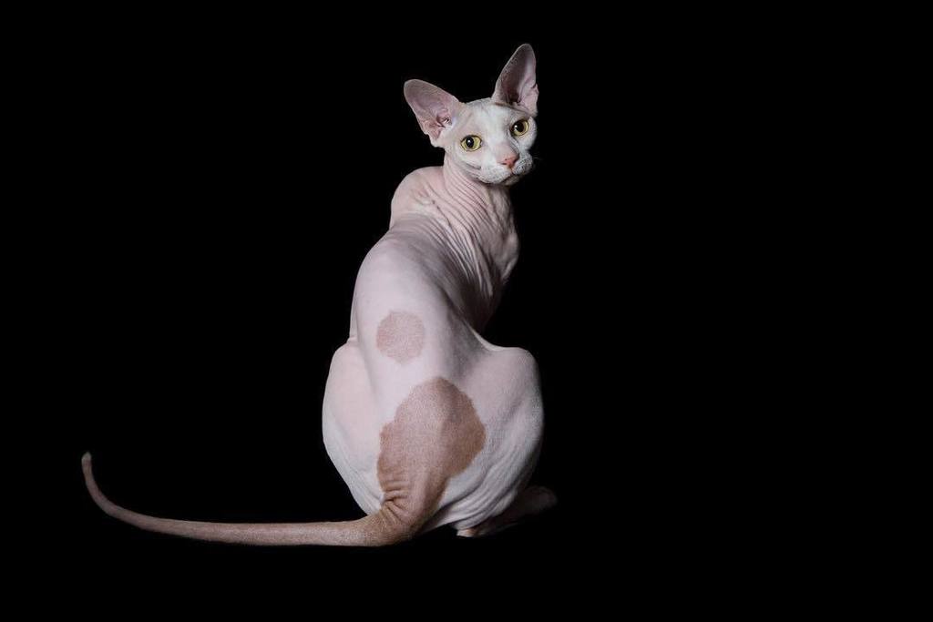 C H A R
Here one of my favorites shots of Char. The 3 legged #Sphynx from #Denver. I love … ift.tt/2cIOtTE