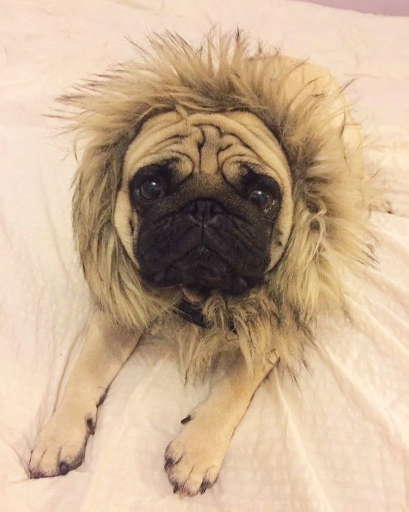 ivkacro's tweet photo. Rawr...Trust me, I'm a lion 🐶😂
____________#pug #mops #puglife #puglife #pugloves #lion #d… https://t.co/aykrQw05fD https://t.co/wiarx84zDD