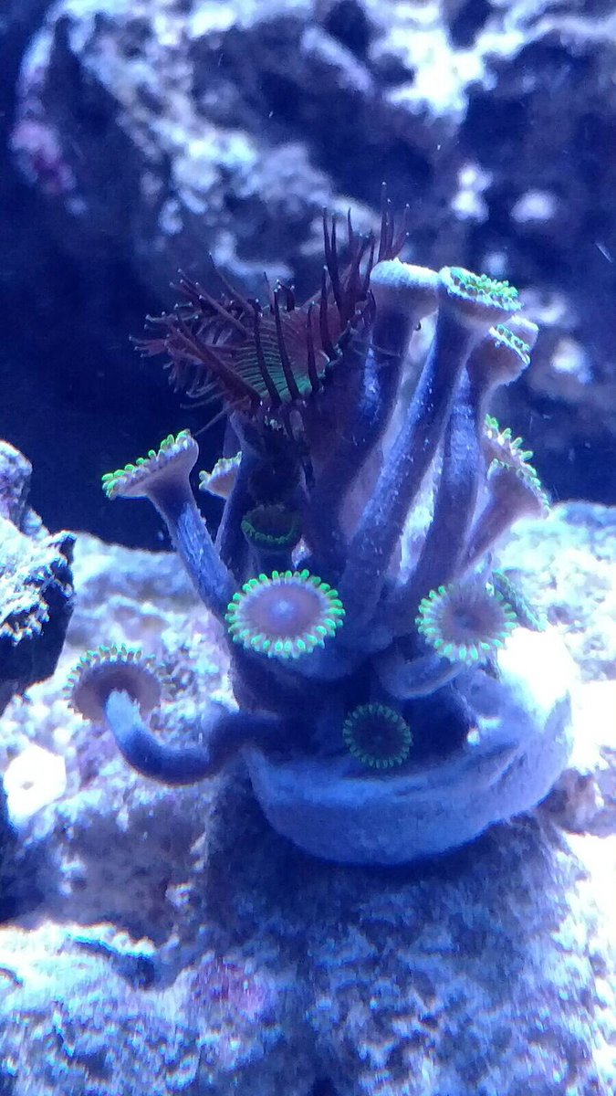 etnerreefers's tweet photo. Got a nice deal on a birdsnest, trumpet, and some zoas/pallys all for 30 dollars! https://t.co/zvC2BRkFCV
