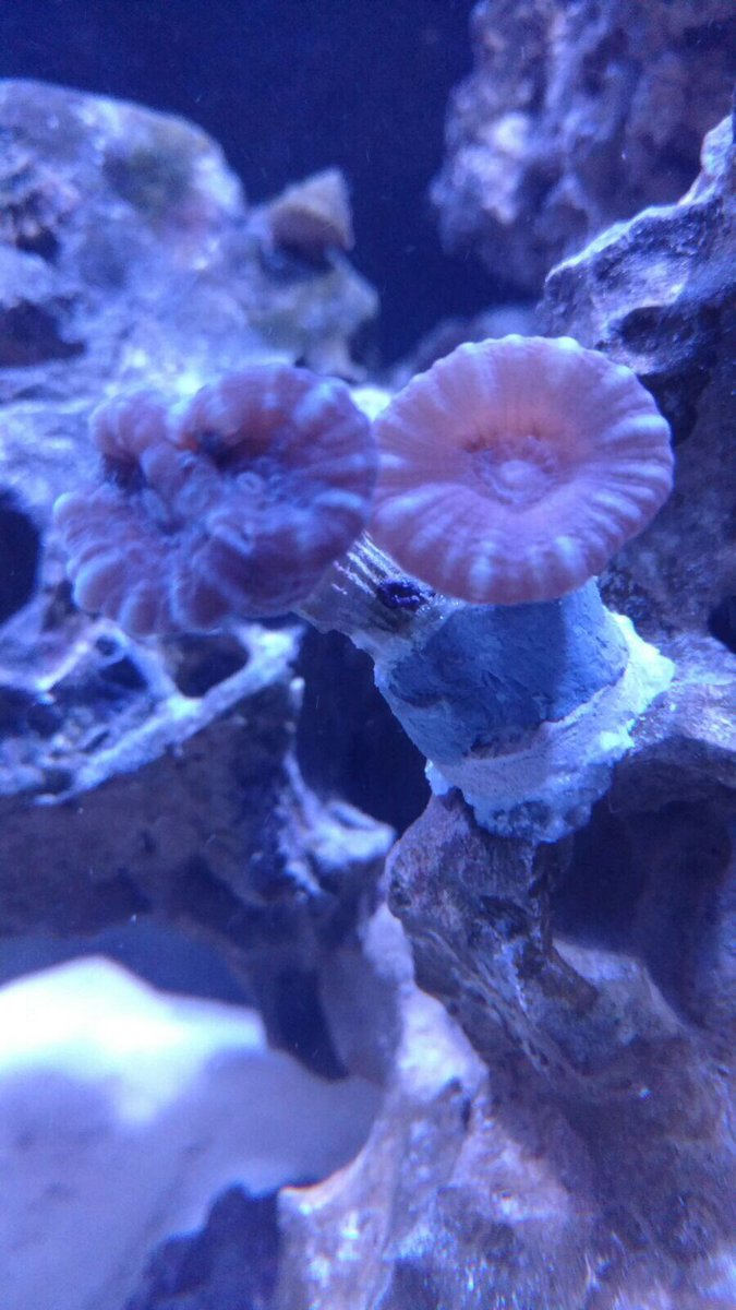 etnerreefers's tweet photo. Got a nice deal on a birdsnest, trumpet, and some zoas/pallys all for 30 dollars! https://t.co/zvC2BRkFCV