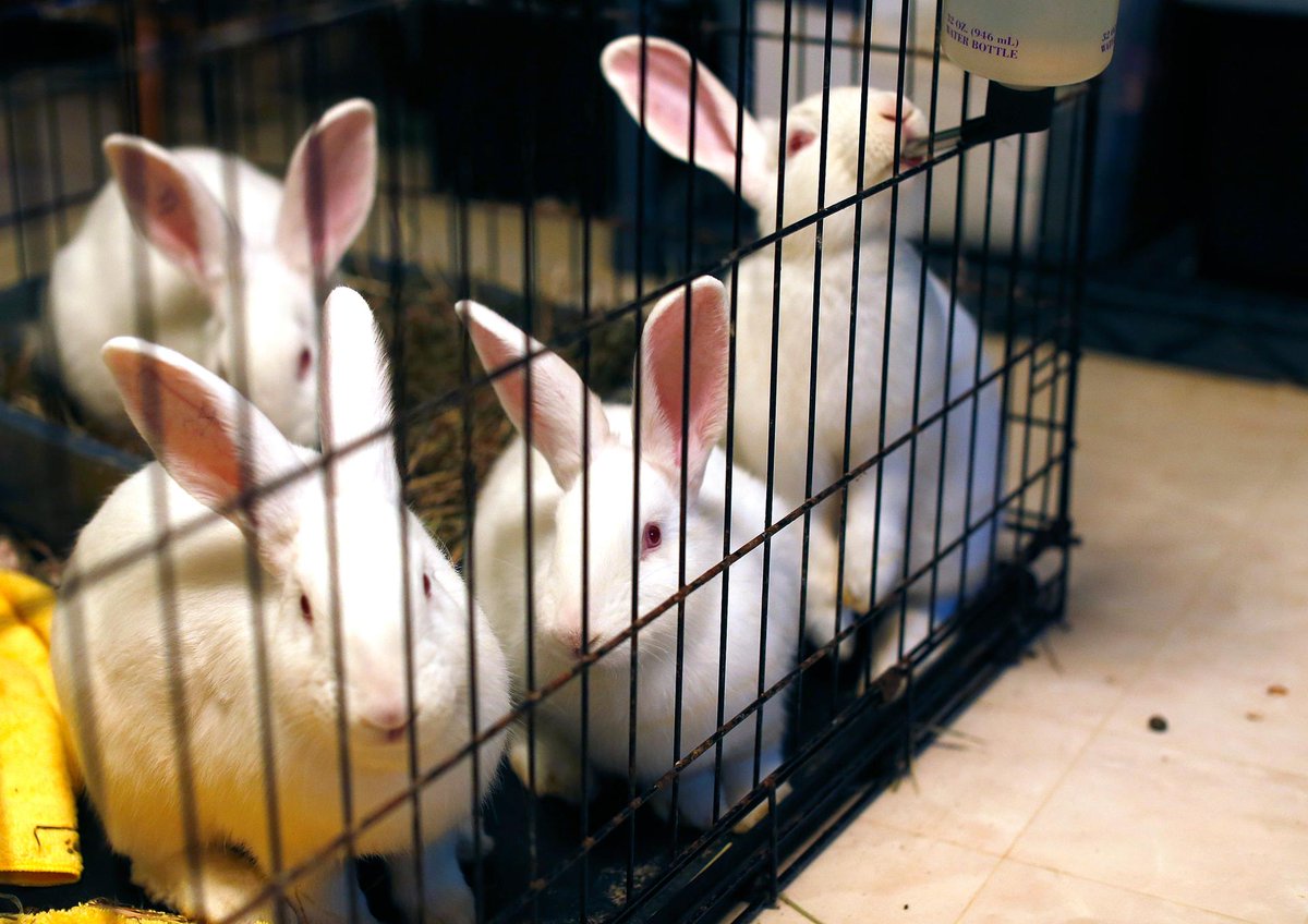 BostonGlobe's tweet photo. Would you buy 135 rabbits? What if it was to save them from slaughter? https://t.co/25MgzkzIKZ https://t.co/vRnrYG1nGC