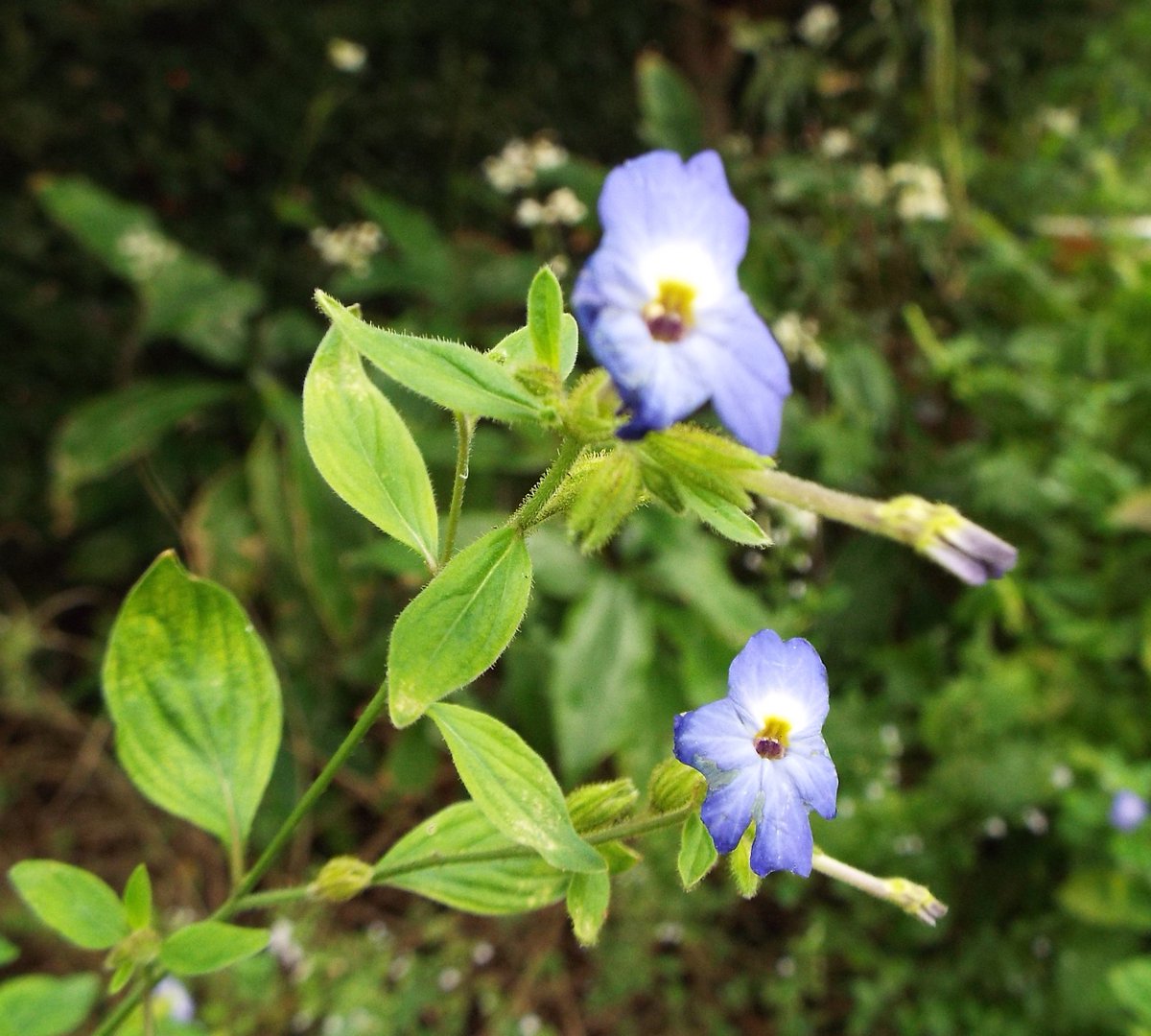 いりちゃん 花と月に魅せられて Di Twitter きょう9月19日の誕生花 ブロワリア この花は ナス科ブロワリア属の春まき一年草 原産地 コロンビア 花言葉 貴方は魅力に富んでいる T Co Dkscwxjbyc