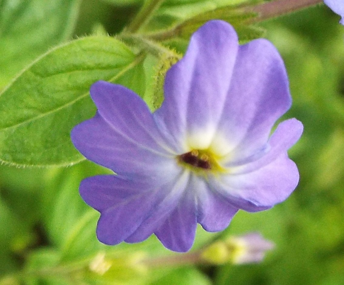 いりちゃん 花と月に魅せられて Di Twitter きょう9月19日の誕生花 ブロワリア この花は ナス科ブロワリア属の春まき一年草 原産地 コロンビア 花言葉 貴方は魅力に富んでいる T Co Dkscwxjbyc