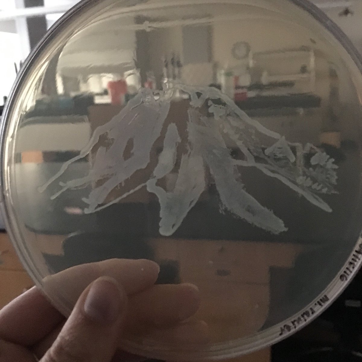 bacteriANNE's tweet photo. Bioluminescent Rainier #LuxArt #Bio350 @markowenmartin https://t.co/QeyrBxNOj5
