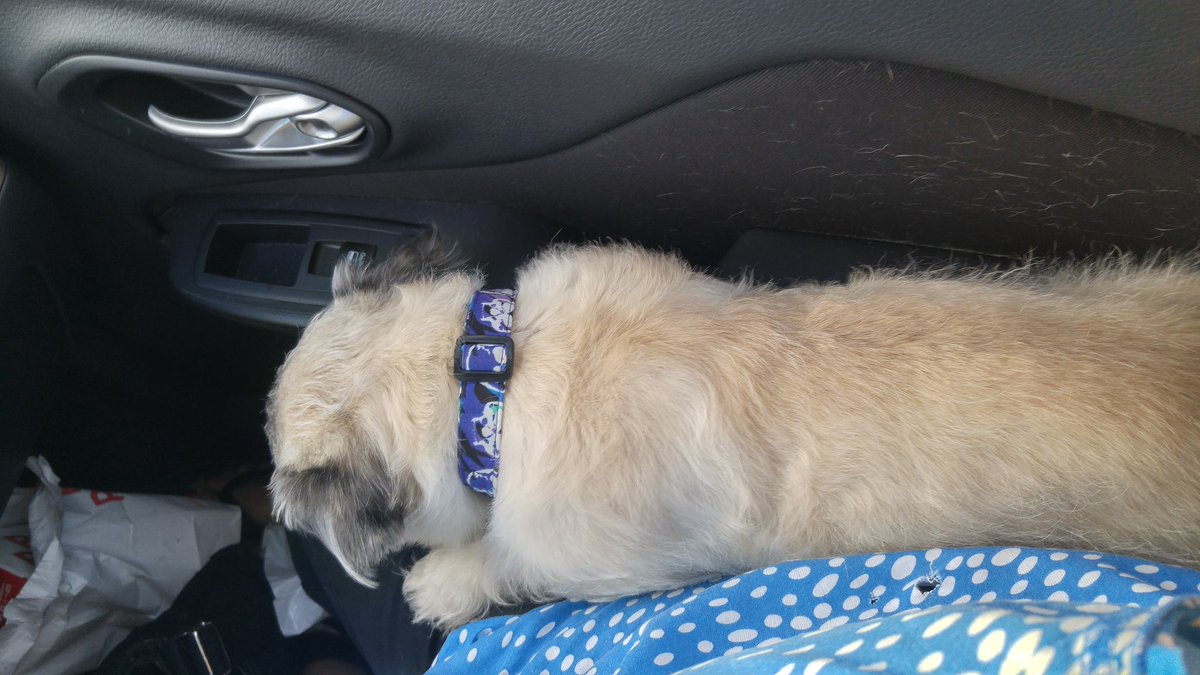 Ma's lap is the best lap for long car rides! Almost to Canada! #PugsTakeNYC #Canadabound #Sleepypugzu