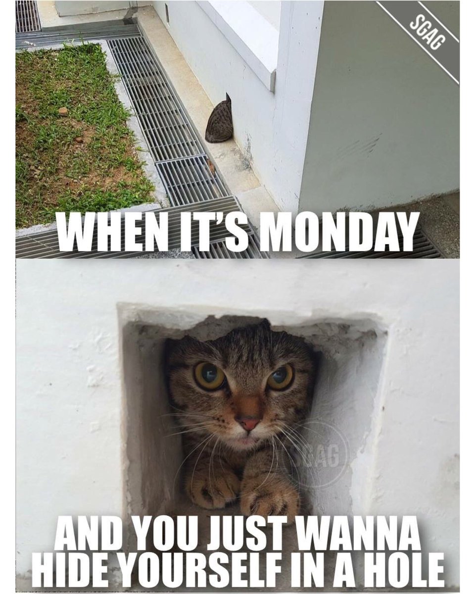 Monday blues hitting this cat below my block real hard...