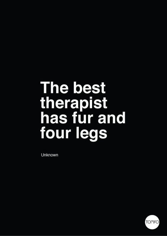 SupportPets tweet picture