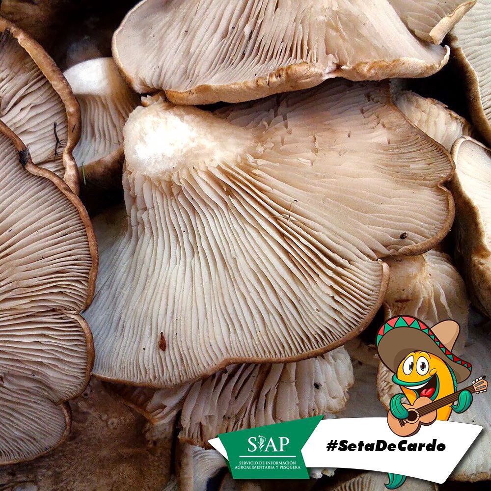 DGSIAP_Mx's tweet photo. Es una #planta vivaz de carácter #invasor que #coloniza tierras #baldías o #campos recién #abandonados al #cultivo. https://t.co/r2KnowMBw9