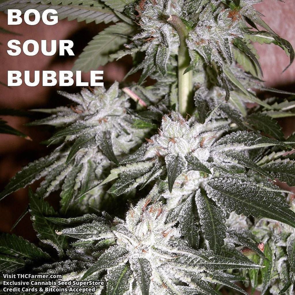 thcfarmer_forum's tweet photo. Check out the dank from #BogSeeds We ship worldwide 🌎 and credit cards are accepted 💳. Vis… https://t.co/wCBhePQoG9 https://t.co/KHssmtf7Fh