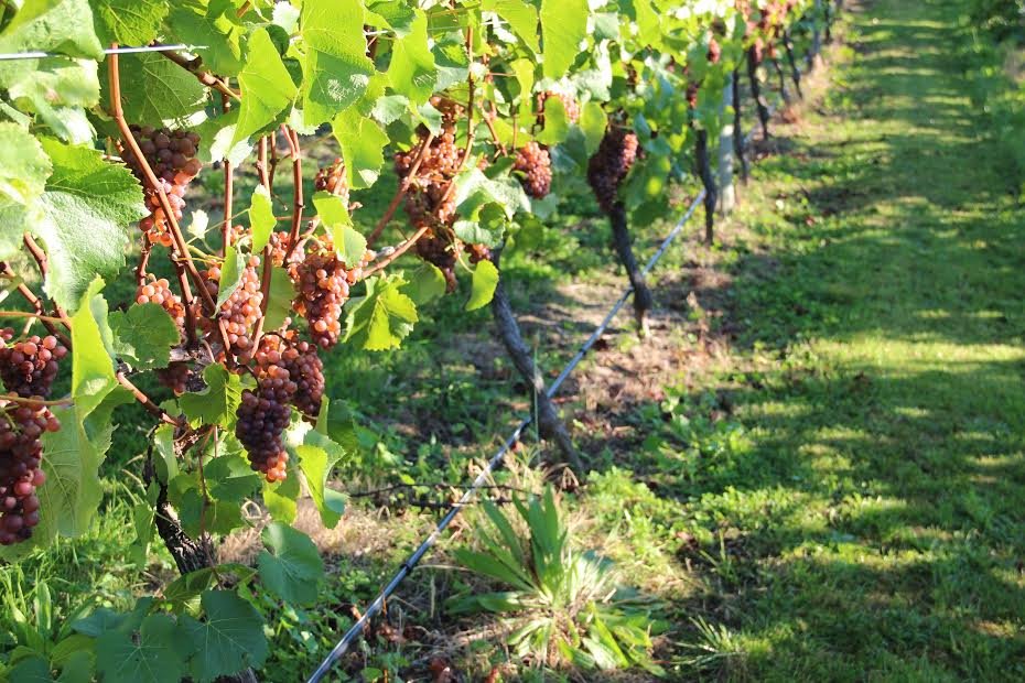 RubyBayWines's tweet image. Hanging in the vines at Ruby Bay Vineyard
#rubybay #nelson #awardwinning #nzwine #elegance