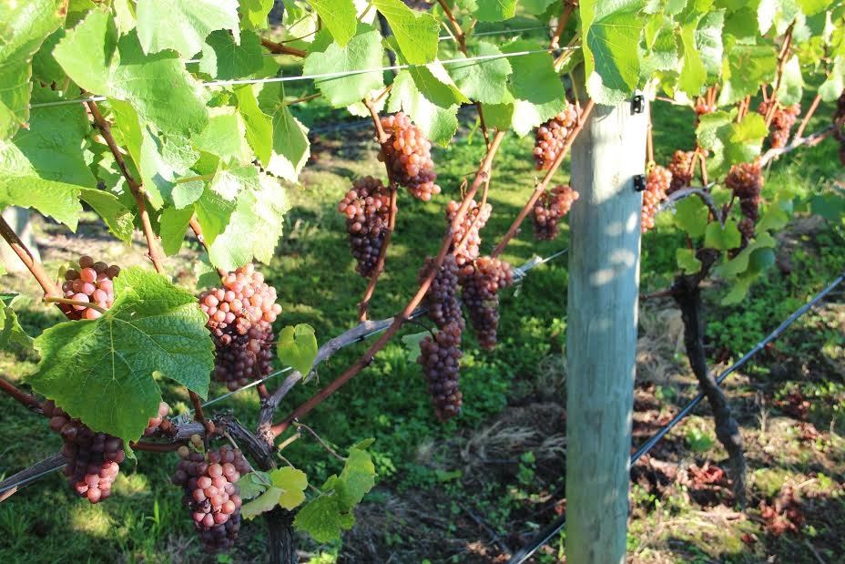 RubyBayWines's tweet image. Hanging in the vines at Ruby Bay Vineyard
#rubybay #nelson #awardwinning #nzwine #elegance