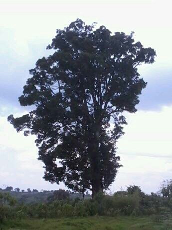 oleterotwo's tweet photo. Diply rooted tree will never be impressed by the drought #Impresse Love Lovers. https://t.co/4efe9Mp3py