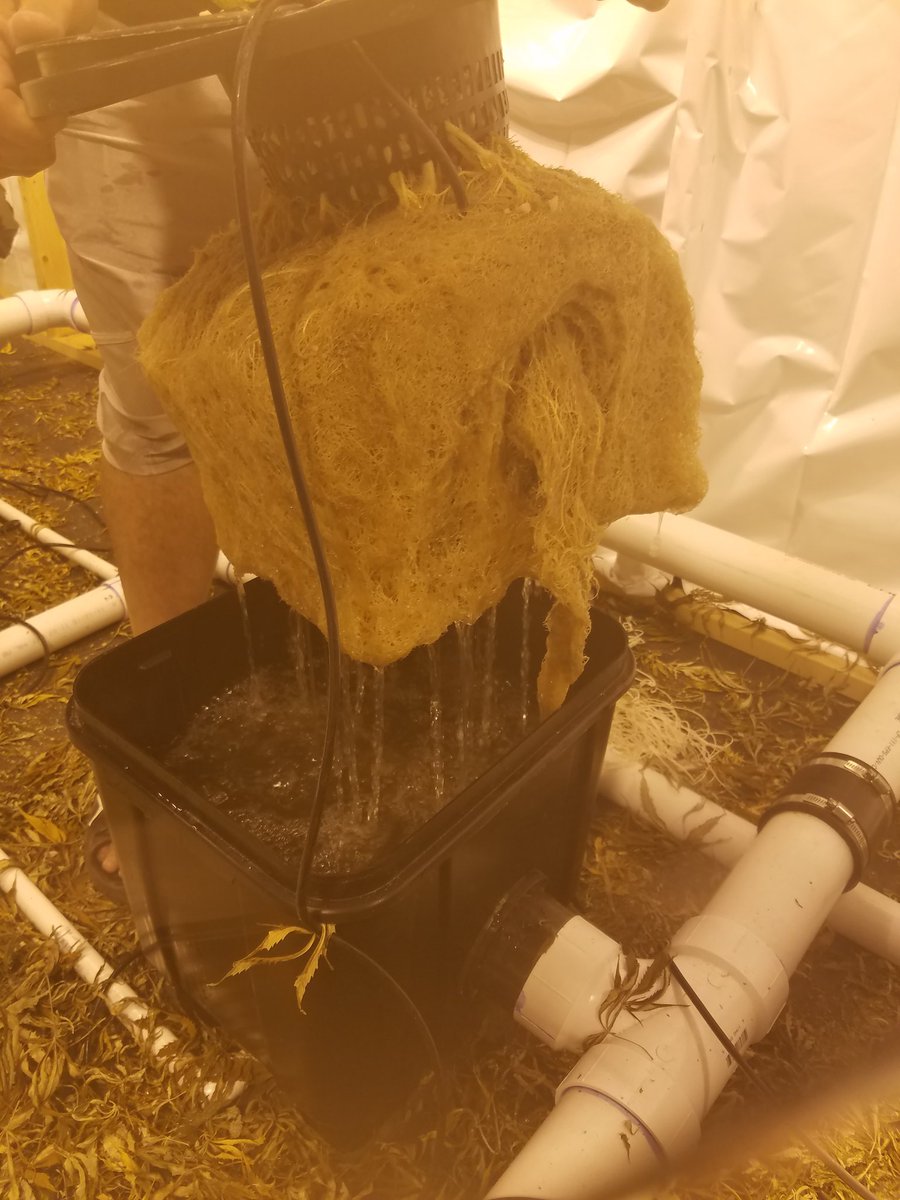 matthewcarmody1's tweet image. ROOTS!!!!#SLUCKET #HYDRO #SLUCKETEVERYWHERE #cleangrow #noplugging #posiflow #fulldrain