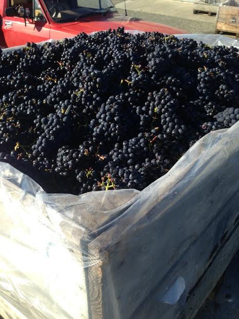RubyBayWines's tweet image. Pinot Noir Harvest 
#rubybayvineyard #nelson #nzwine #pinotnoir #awardwinning