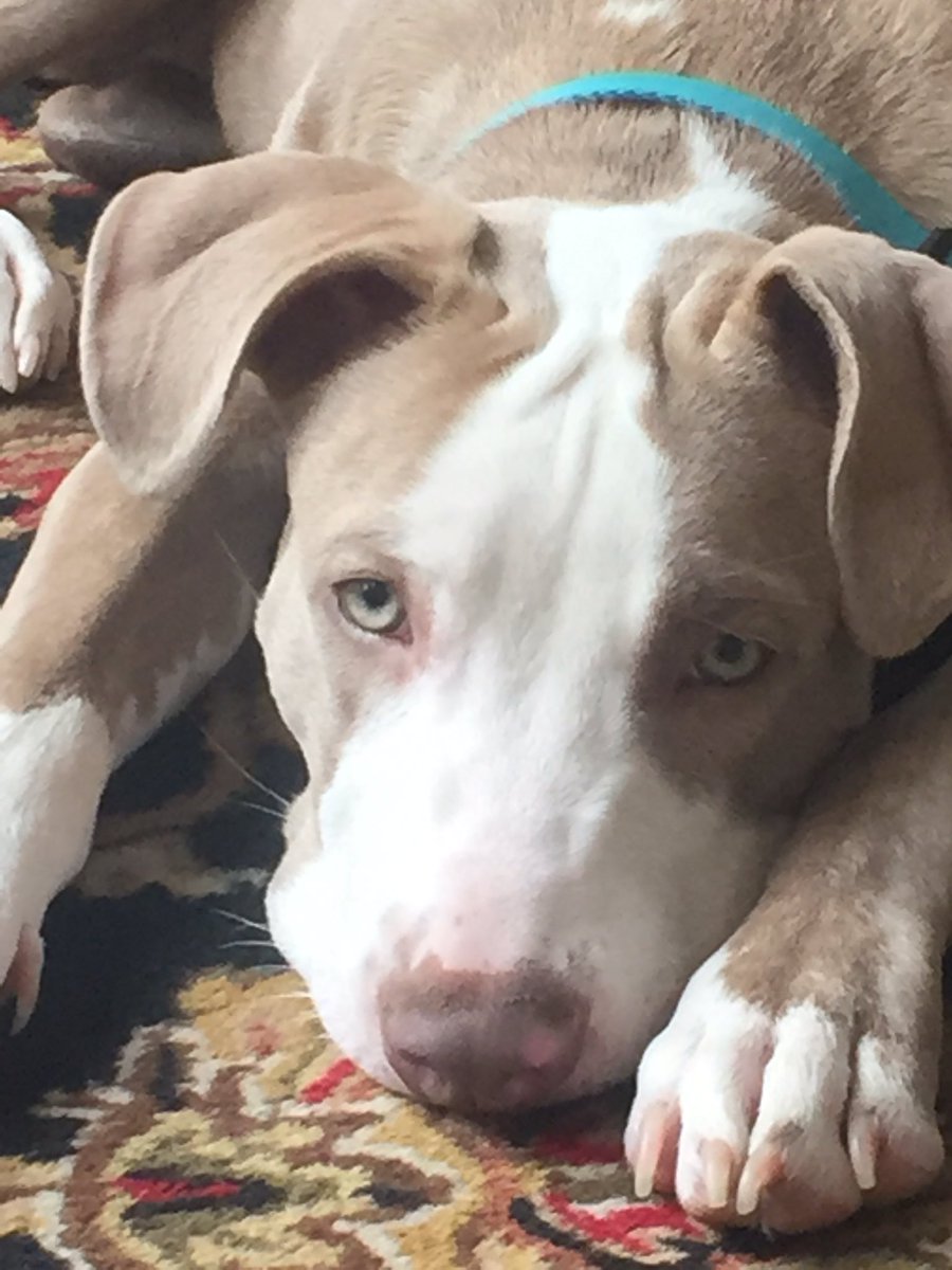 JoyMgmt's tweet photo. A face only a mother could love!! And I do!! 💕💕 https://t.co/JZV8kuk6gJ