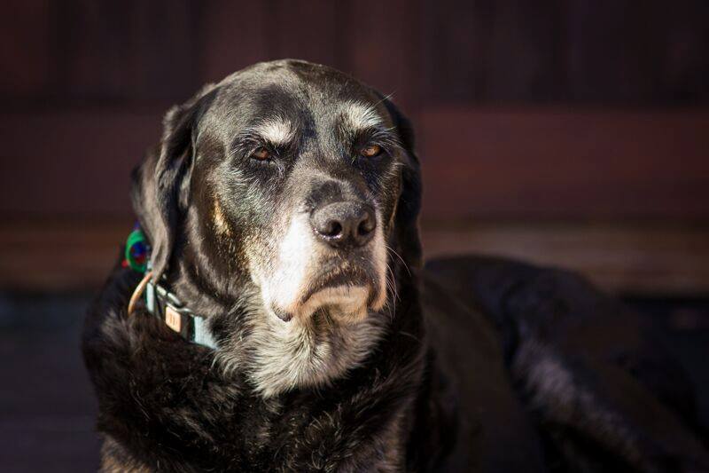 RubyBayWines's tweet image. The most important ambassador of Ruby Bay Vineyard, Lodge &amp;amp; Cottage, everyone please meet "Libby"
#rbv #libby