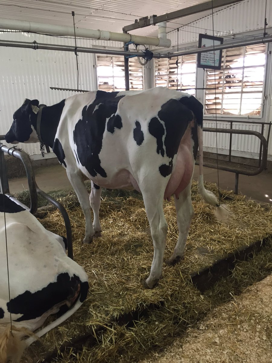 Michael Flaman tweet media