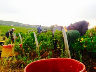 VigneronsNature's tweet photo. Aujourd'hui récolte des Régnié 2016 #vendanges2016 #domainecharlythevenet #régnié #beaujolais #vigneronsdenature https://t.co/A2lqfgy9tD
