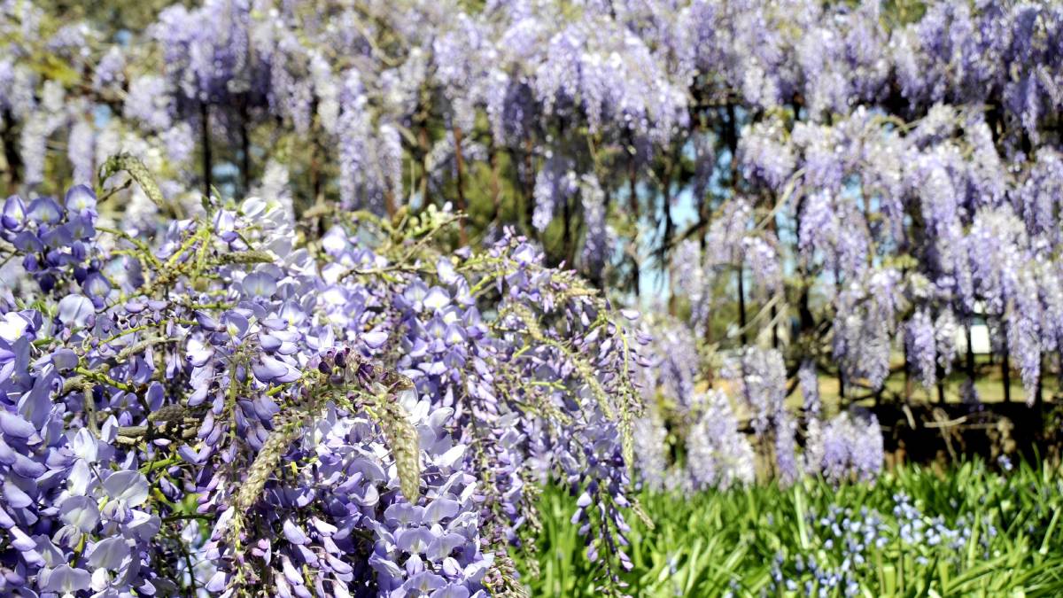 parracity's tweet photo. Have a blooming good time at the Wistaria Fete. Sat &amp; Sun @ the Cumberland Hospital Gardens https://t.co/ubAUxvo6Rc https://t.co/cS2LBykA2g