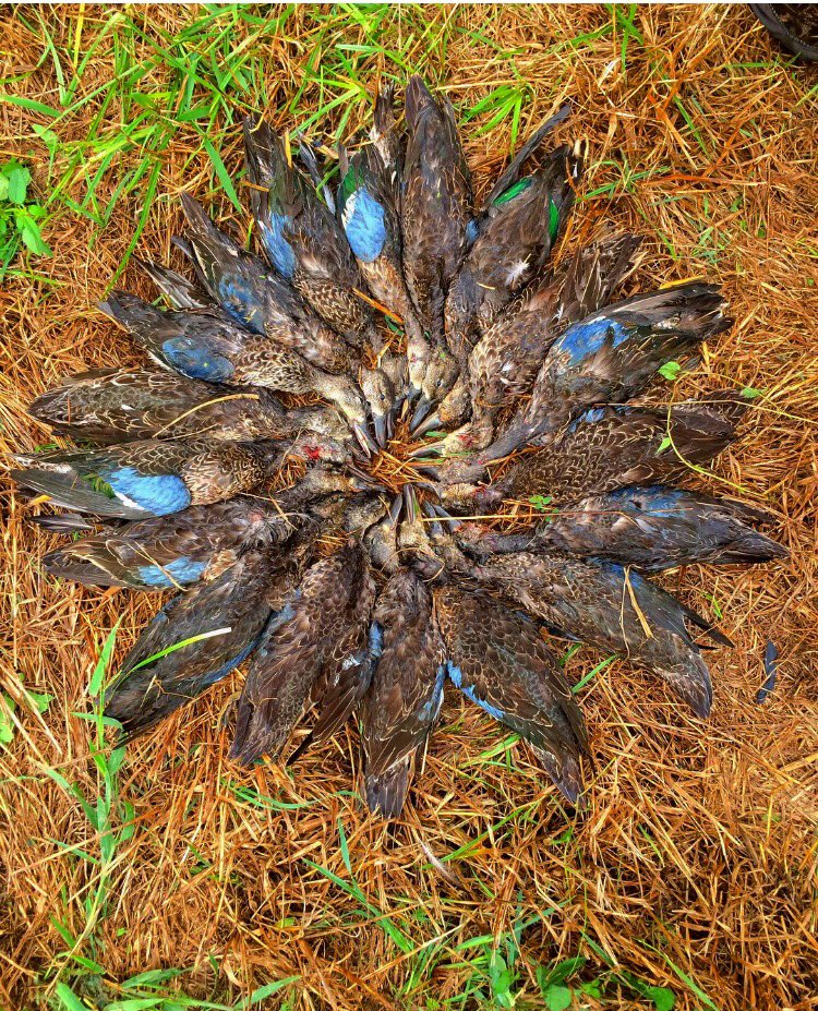 Pro-Staffers slayed the teal this past weekend with a 3 man limit #MZMoutdoors #getinwhereyoufitin