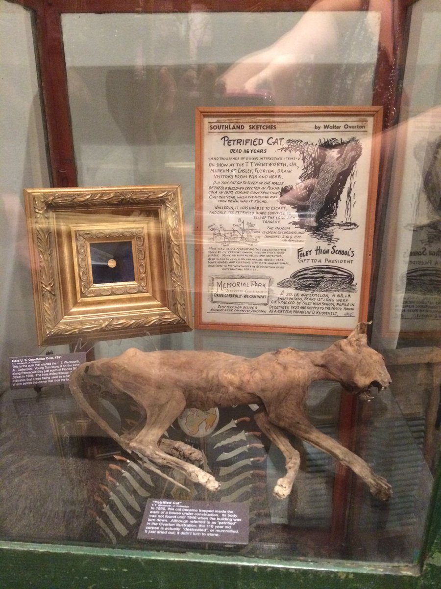 melissajoy89's tweet photo. Fossilized cat for the win! #wefounditfirst #champagnetoast #itweetmuseums #fam2016 #ttwentworth https://t.co/JXyJG8oaWy