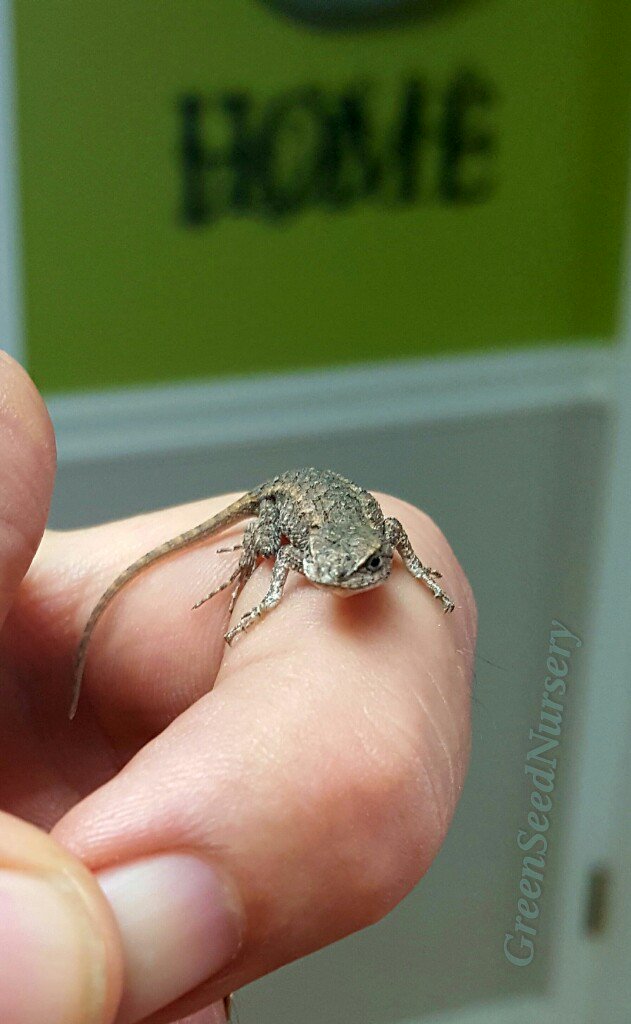 Terry_Chronistr's tweet image. Spotted this cute blue belly lizard in the house, no doubt he's better off outside. #ShutTheFrontDoor