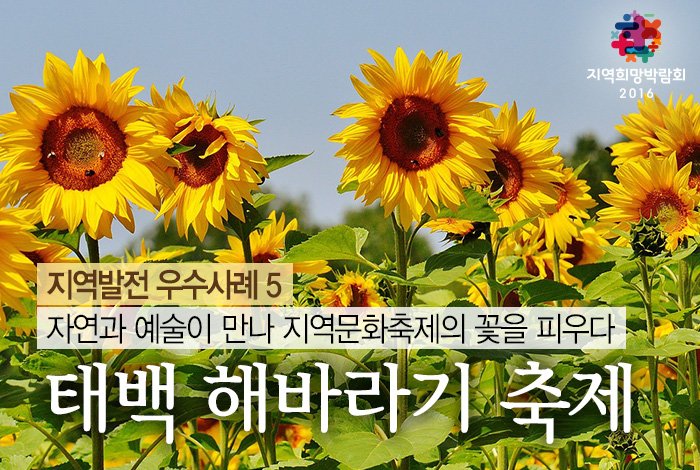 #강원도 #태백시 구와우 마을에서 열린
#해바라기 축제는 꽃이 다가 아니다?
블로그 바로가기▶goo.gl/WHAvlS