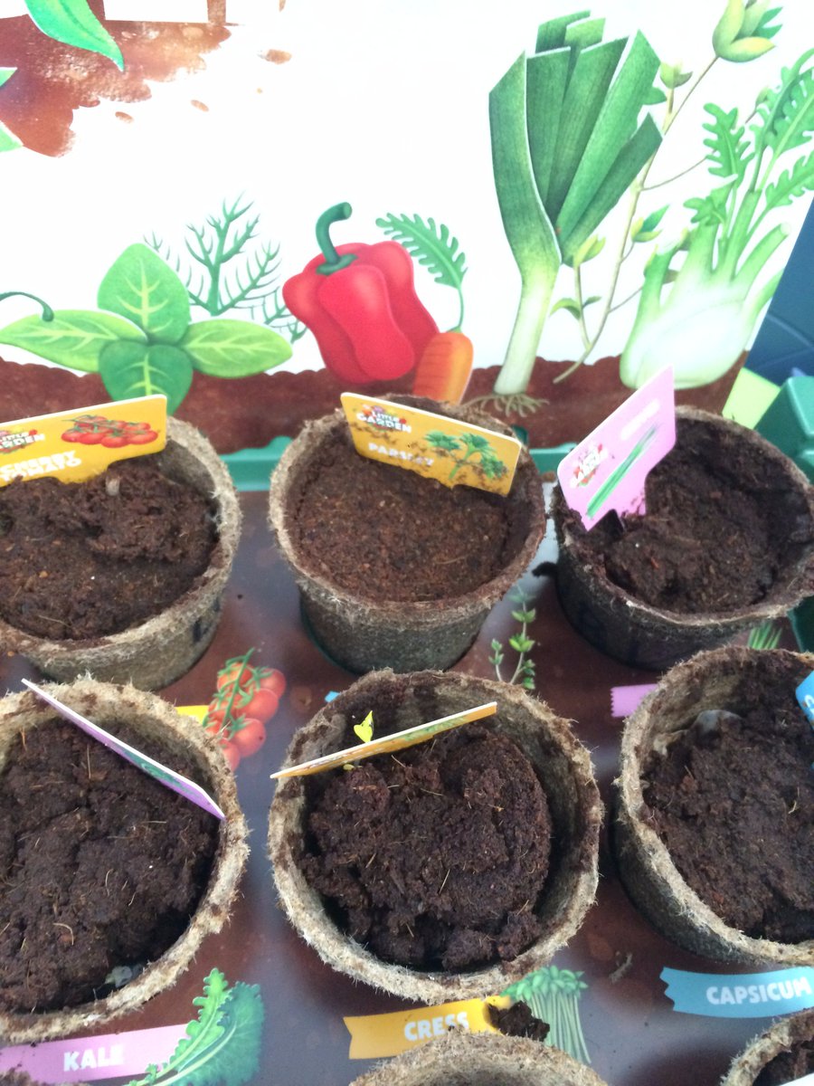 RumaWarou's tweet photo. Super excited to see what's growing already in our class https://t.co/OmCD0wmgUF @schoolkitnz #littlegardennz https://t.co/QOjOSfqY8v