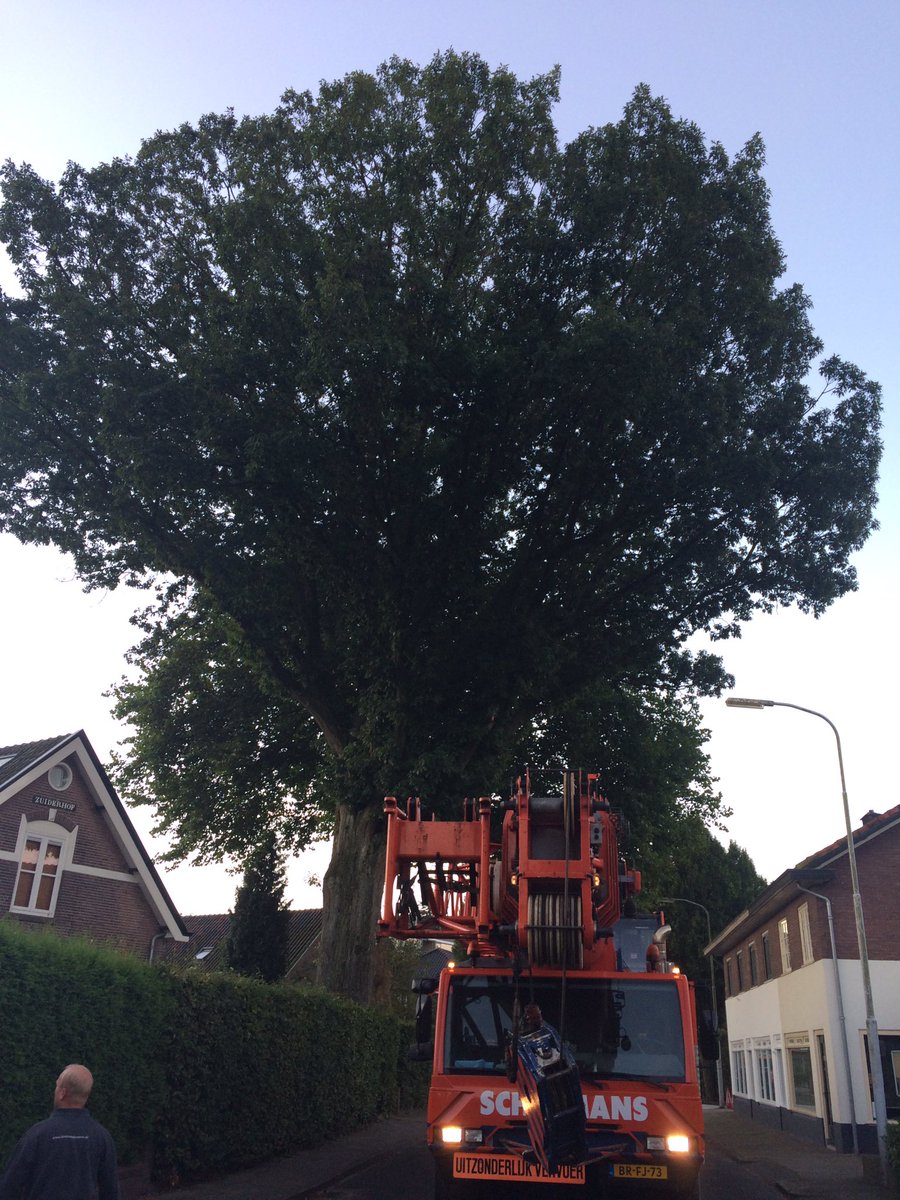 LBoomService's tweet image. Vandaag deze oude veteraan te rusten leggen in Oosterbeek #boomverwijderen #reuzenzwam