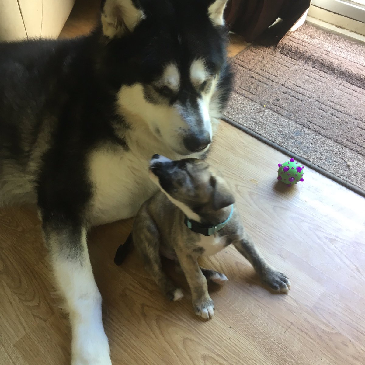 MaxiMalamute's tweet photo. Nook decided we needed to play ball #dogsoftwitter @HyperRTs @Quickest_Rts https://t.co/3dfcJdIQPb