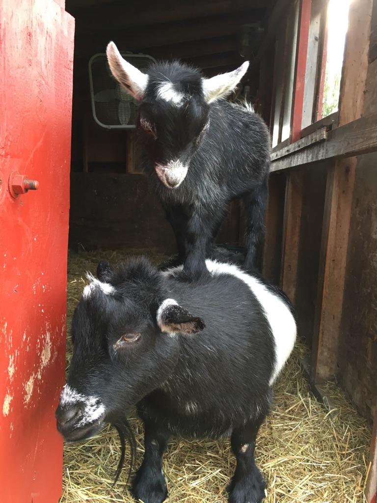 mork is such a tolerate boy to silly little pete!!