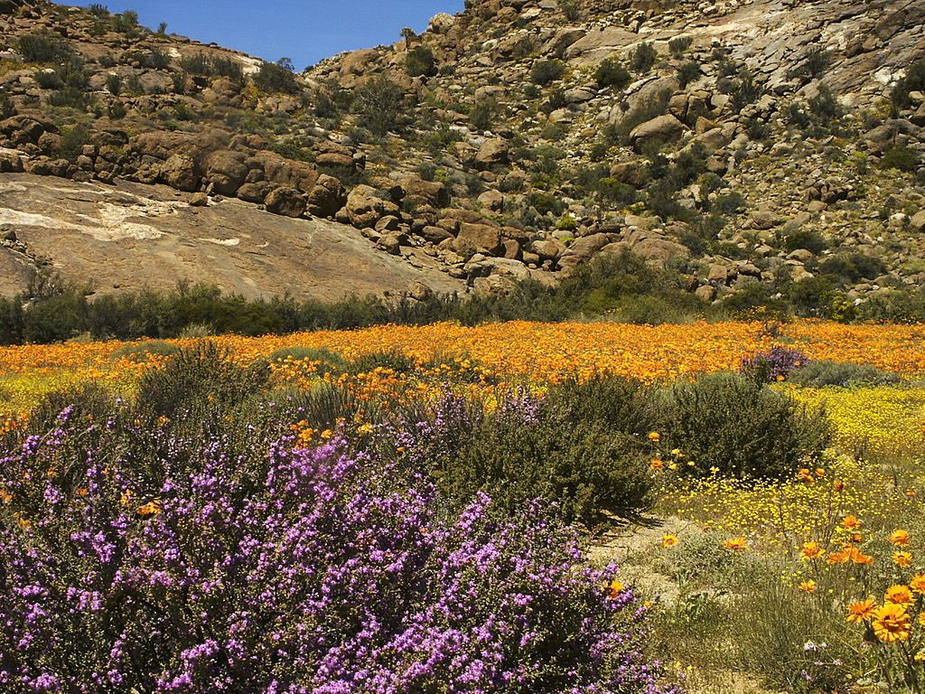 Biz_Tourism's tweet photo. A guide to #SA #FlowerRoute @MapStudio https://t.co/Vn6i3xjZSf by Henrie Geyser via @Biz_Tourism https://t.co/fDhyLNMhjG