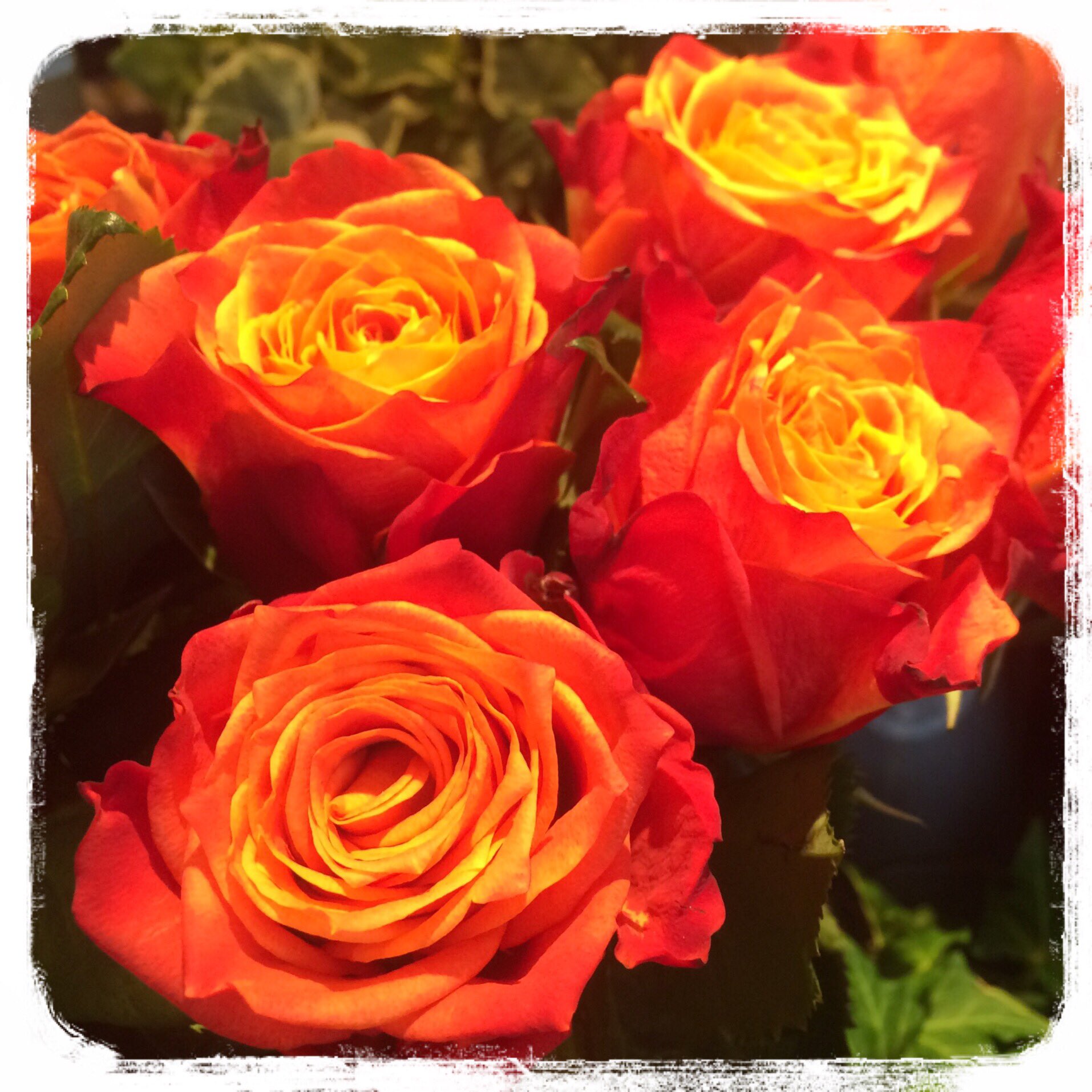 シーズンハーツ 本日のお花 バラ 品種 アトミック 花言葉 絆 信頼 愛嬌 オレンジ色のバラの花言葉は恋人はもちろん 家族や友人にプレゼントしてもとても喜ばれます これからのハロウィンの季節にもぴったりですね お花 写真 花言葉