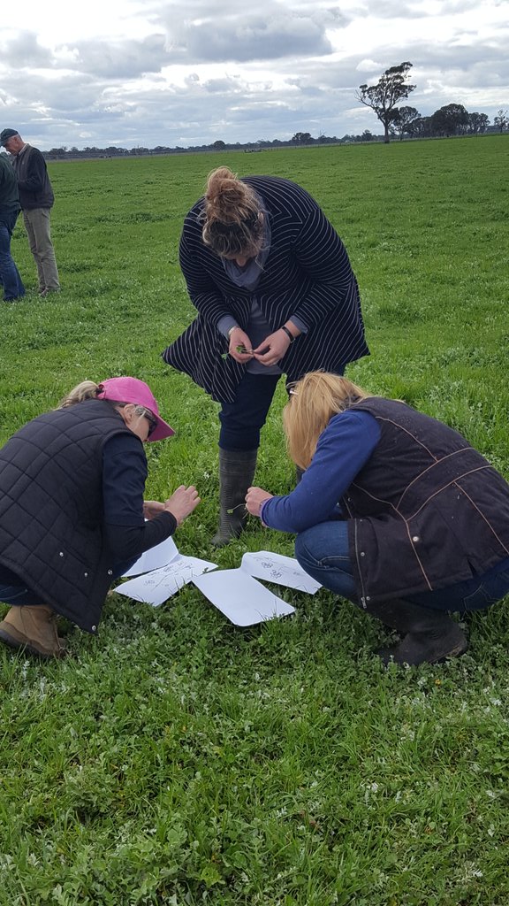 flicturner's tweet photo. Learning about and identifying oestrogenic clovers at Binnum @Mackillopfarm @meatlivestock https://t.co/oA0yYTCPCN