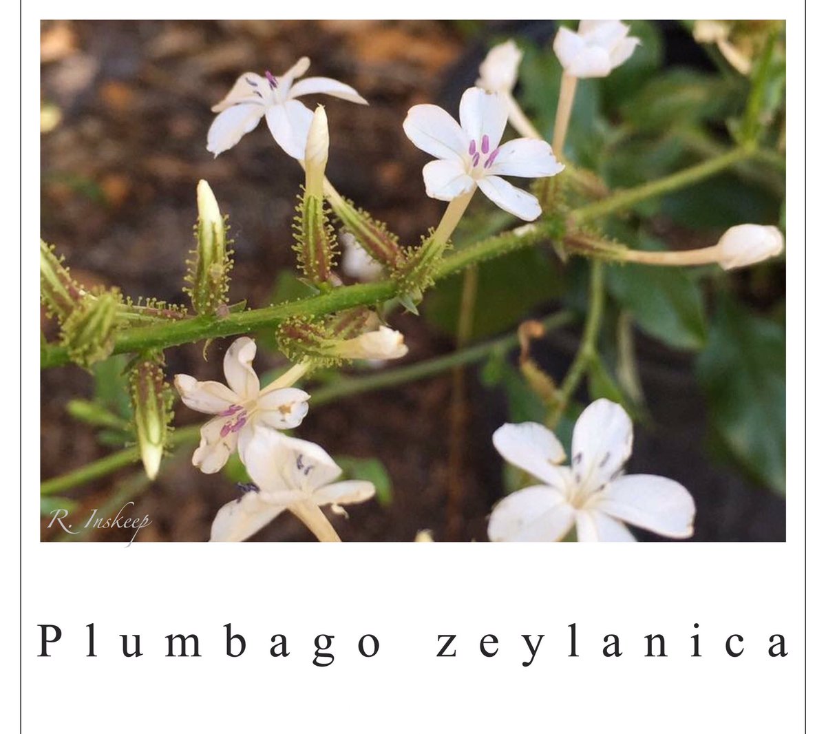fl_nativegarden's tweet photo. #floridanative #plumbagozeylanica #doctorbush https://t.co/EfsbDi6HIs
